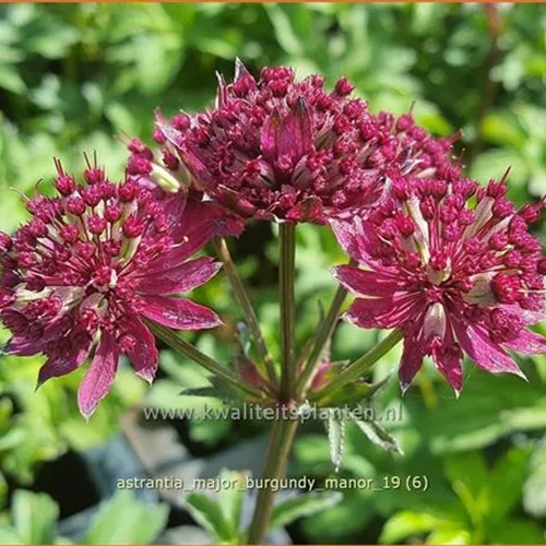 Astrantia major 'Burgundy Manor'