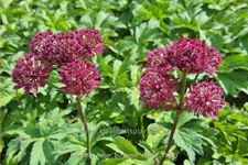 Astrantia major 'Burgundy Manor'