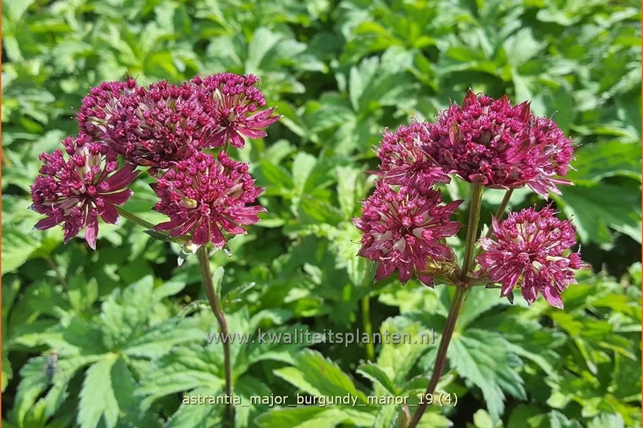 Astrantia major 'Burgundy Manor'