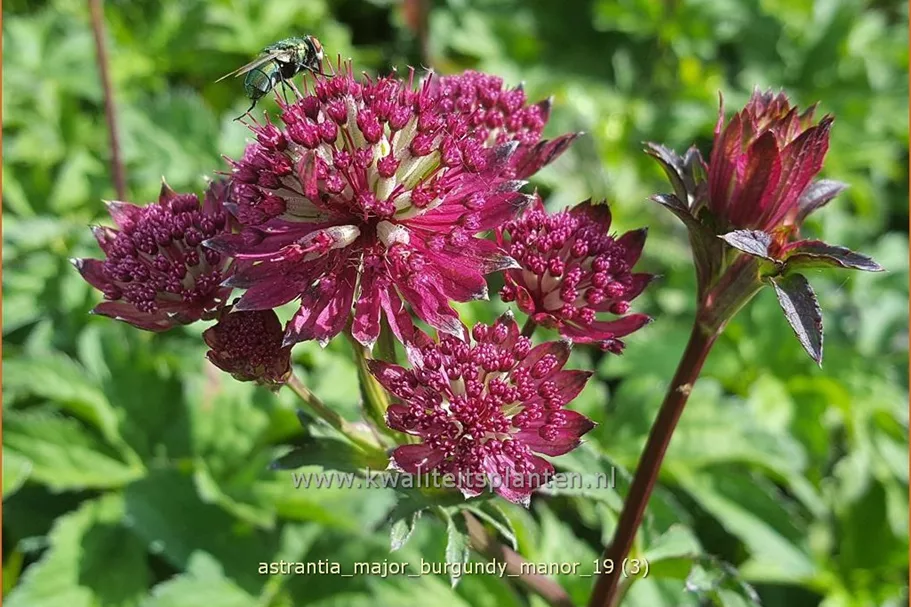 Astrantia major 'Burgundy Manor'