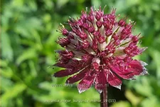 Astrantia major 'Burgundy Manor'