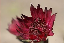 Astrantia major 'Claret'