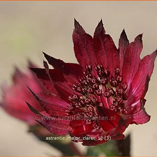 Astrantia major 'Claret'