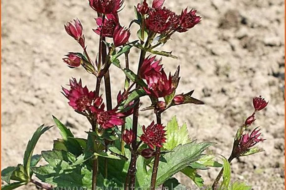 Astrantia major 'Claret'