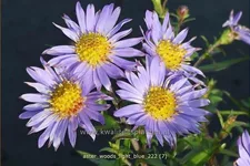 Aster 'Wood's Light Blue'