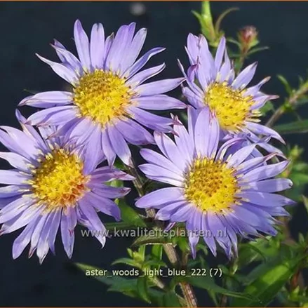 Aster 'Wood's Light Blue'