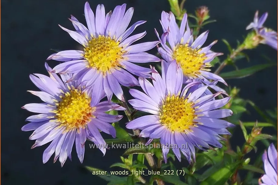 Aster 'Wood's Light Blue'
