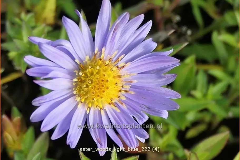 Aster 'Wood's Light Blue'