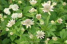 Astrantia major 'Florence'®