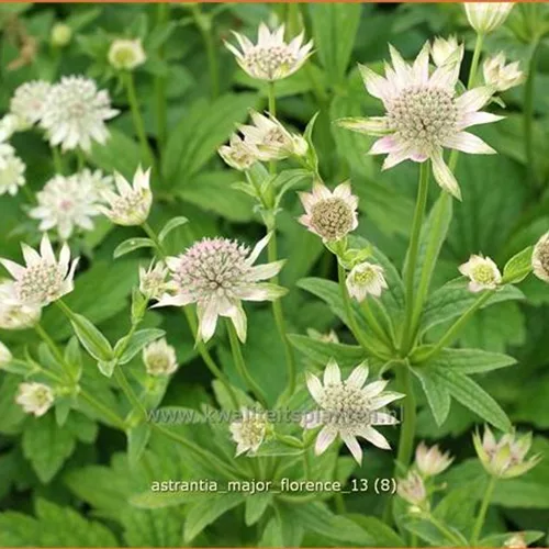 Astrantia major 'Florence'®