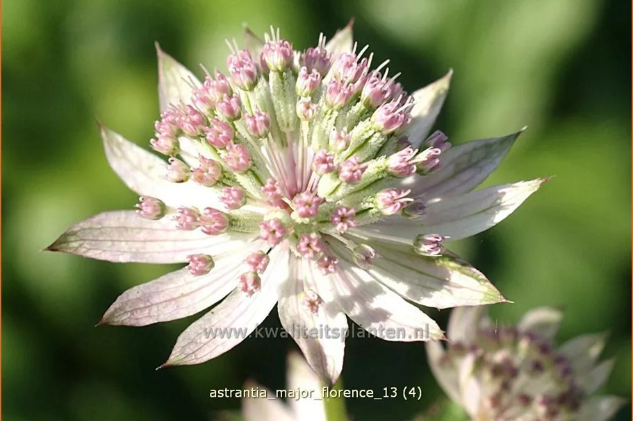 Astrantia major 'Florence'®