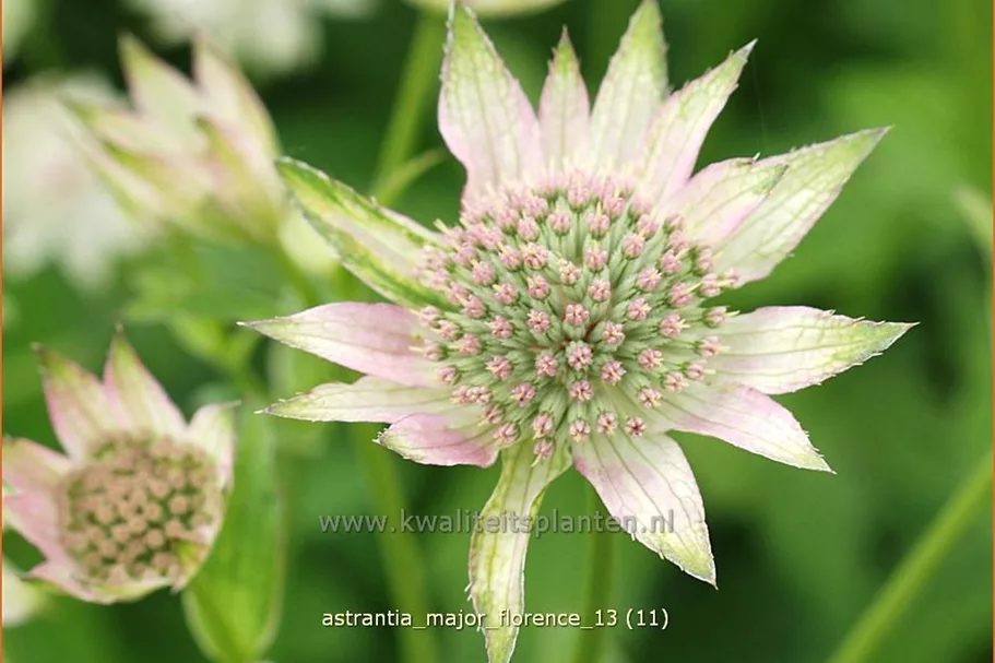 Astrantia major 'Florence'®