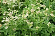 Astrantia major 'Florence'®