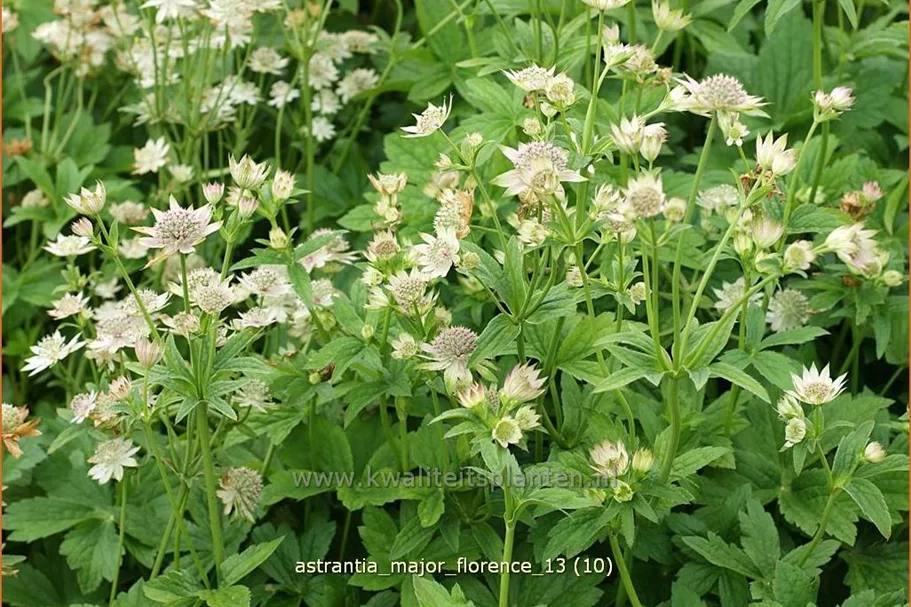 Astrantia major 'Florence'®