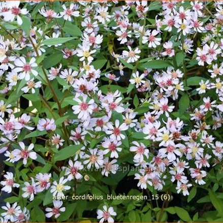 Aster cordifolius 'Bluetenregen'