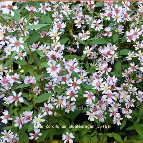 Aster cordifolius 'Bluetenregen'