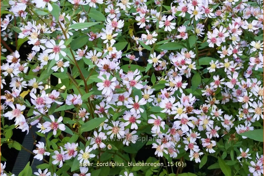 Aster cordifolius 'Bluetenregen'