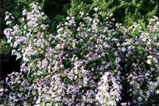 Aster cordifolius 'Bluetenregen'