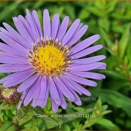 Aster 'Wood's Purple'