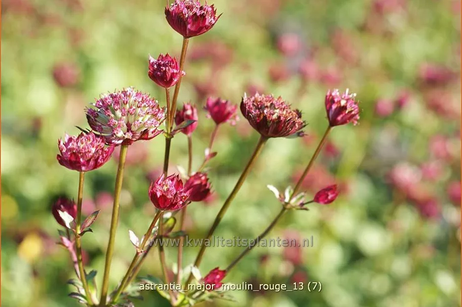 Astrantia major 'Moulin Rouge'®
