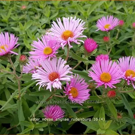 Aster novae-angliae 'Rudelsburg'
