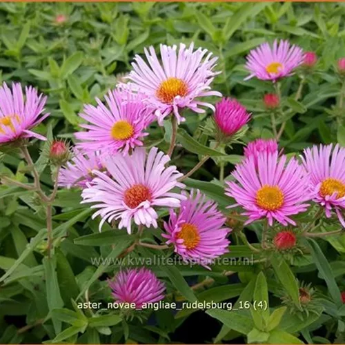 Aster novae-angliae 'Rudelsburg'