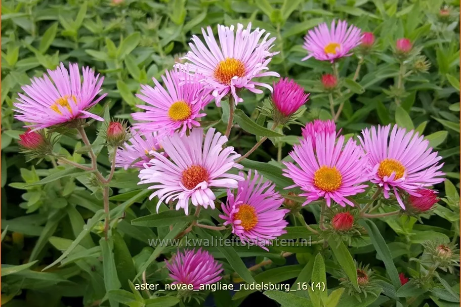 Aster novae-angliae 'Rudelsburg'