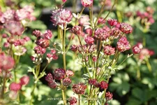 Astrantia major 'Moulin Rouge'®