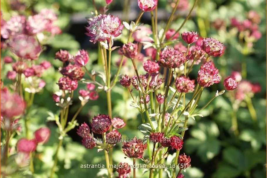 Astrantia major 'Moulin Rouge'®