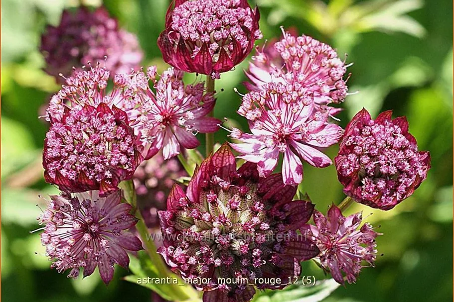 Astrantia major 'Moulin Rouge'®