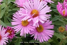 Aster novae-angliae 'Rudelsburg'