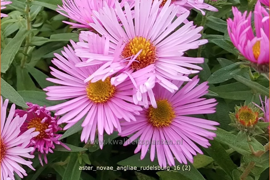 Aster novae-angliae 'Rudelsburg'