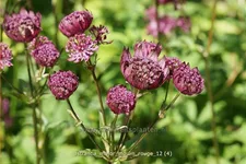 Astrantia major 'Moulin Rouge'®