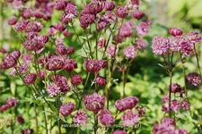 Astrantia major 'Moulin Rouge'®