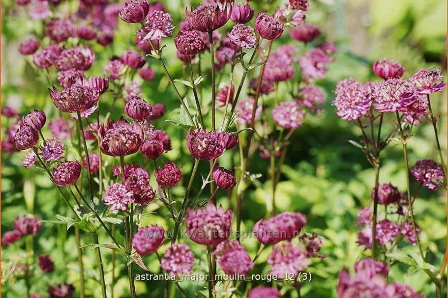 Astrantia major 'Moulin Rouge'®