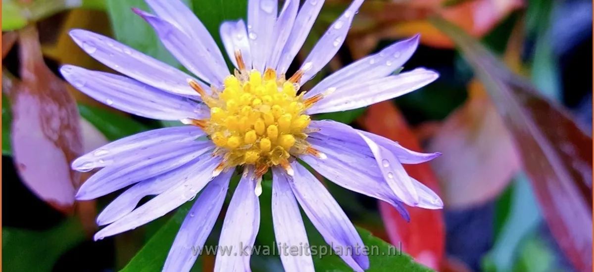 Aster dumosus 'Zwergenhimmel'