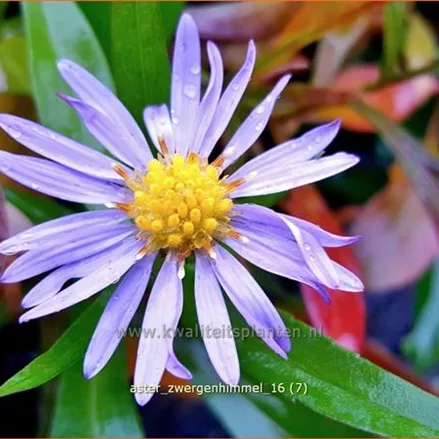 Aster dumosus 'Zwergenhimmel'