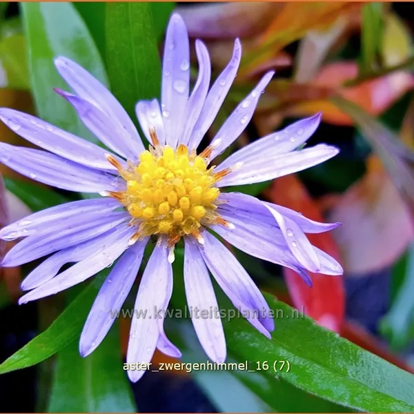 Aster dumosus 'Zwergenhimmel'