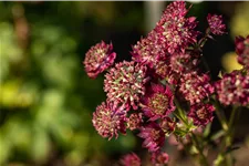 Astrantia major 'Moulin Rouge'®
