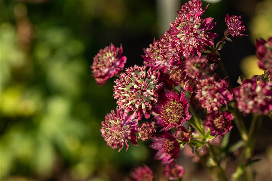 Astrantia major 'Moulin Rouge'®