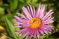 Aster novae-angliae 'Rudelsburg'