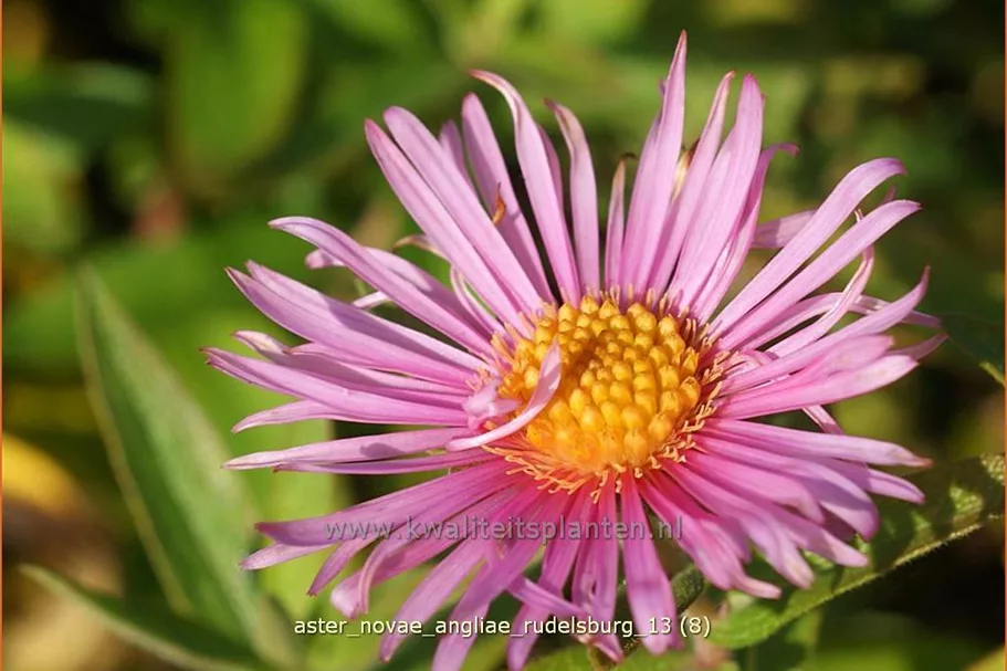 Aster novae-angliae 'Rudelsburg'