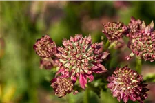 Astrantia major 'Moulin Rouge'®