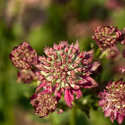 Astrantia major 'Moulin Rouge'®