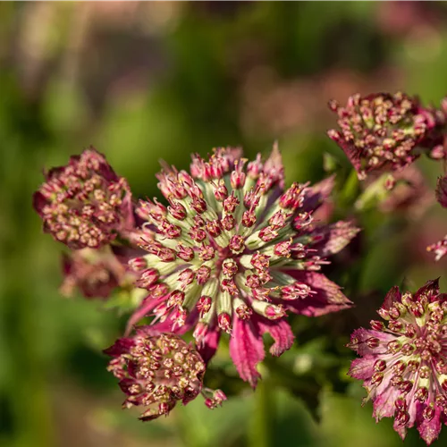 Astrantia major 'Moulin Rouge'®
