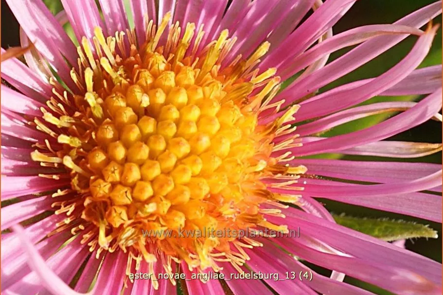 Aster novae-angliae 'Rudelsburg'