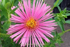 Aster novae-angliae 'Rudelsburg'