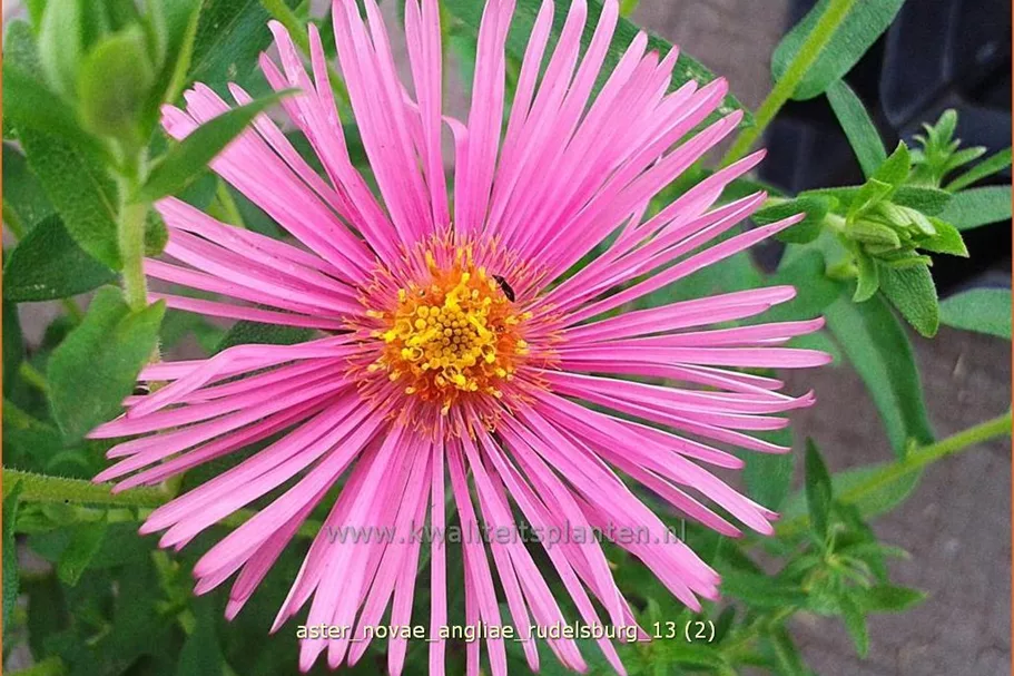 Aster novae-angliae 'Rudelsburg'
