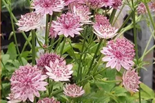 Astrantia major 'Roma'®
