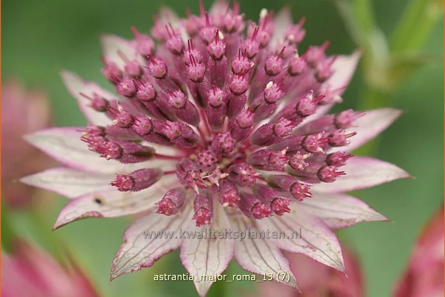 Astrantia major 'Roma'®